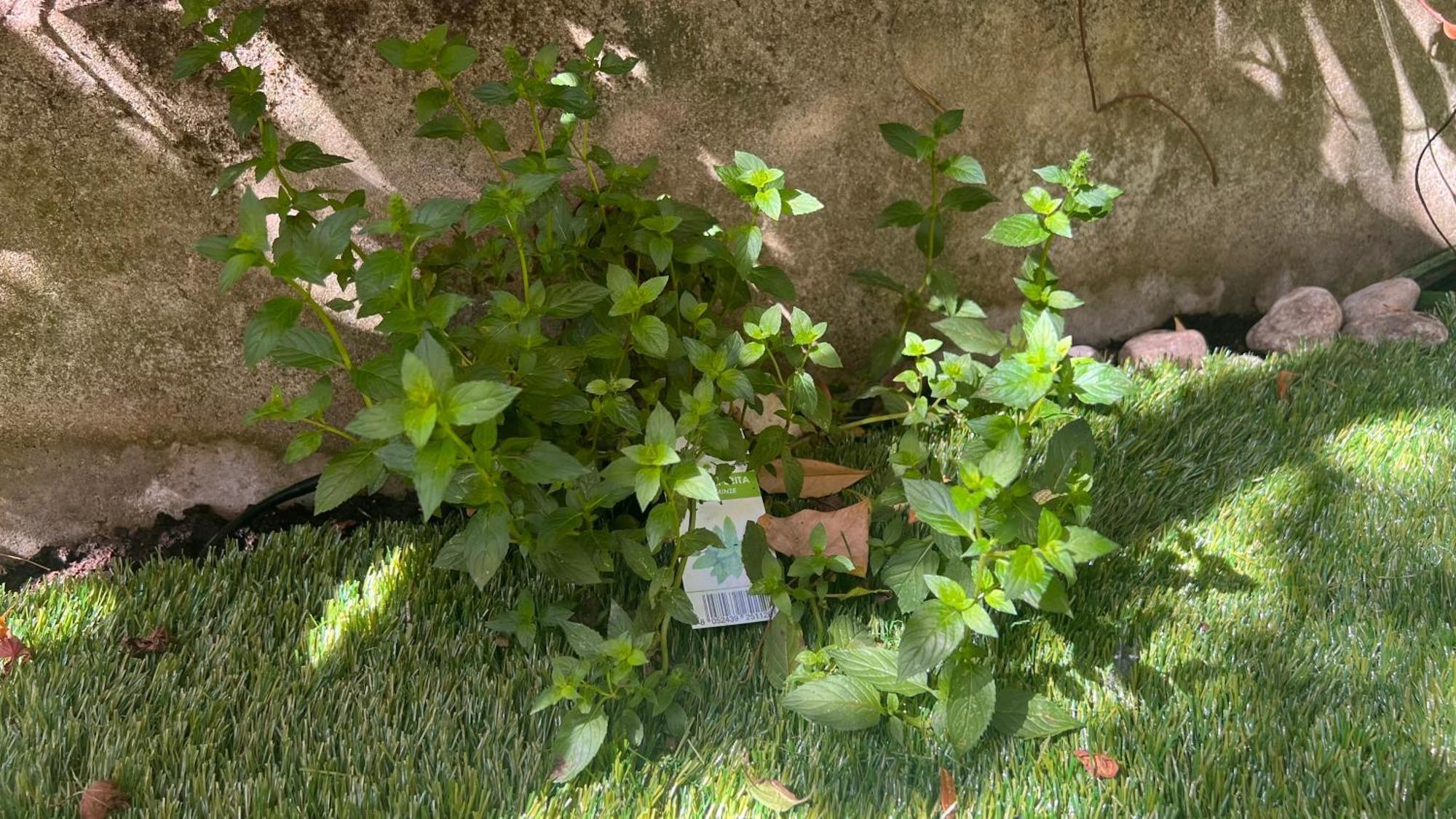 Garden Suite Bolzano Kültér fotó